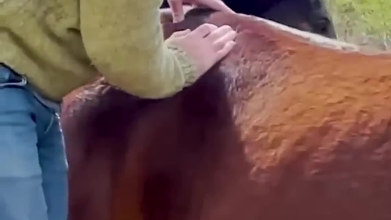 *INSTANT REACTION* WATCH THIS HORSE PROCESS HIS ADJUSTMENT 🐴 Animal Chiropractor