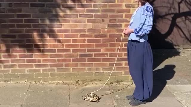 Taking Your Pet Tortoise For a Walk is Important