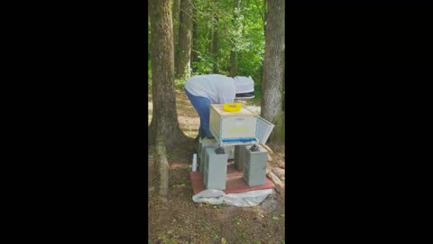 The Santorini Bee Hive, the 14 day check on the bees