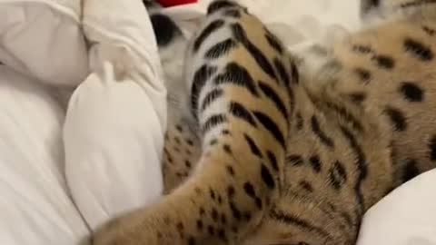 Funny video Cat