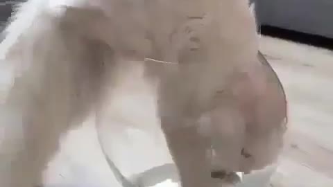 cats are liquid