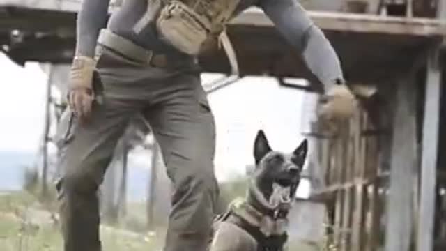 Smart Dog Training Video 🐶 | Dog Training Tricks 🐕 | Dog Training 🐾 | #shorts # dog #dogtraning