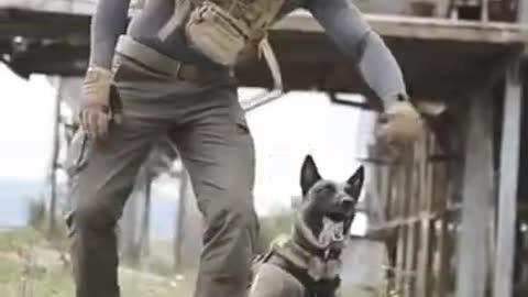Smart Dog Training Video 🐶 | Dog Training Tricks 🐕 | Dog Training 🐾 | #shorts # dog #dogtraning
