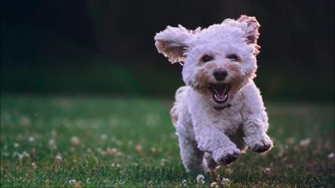 Dog Barking Short Sound Effect | Animal sound