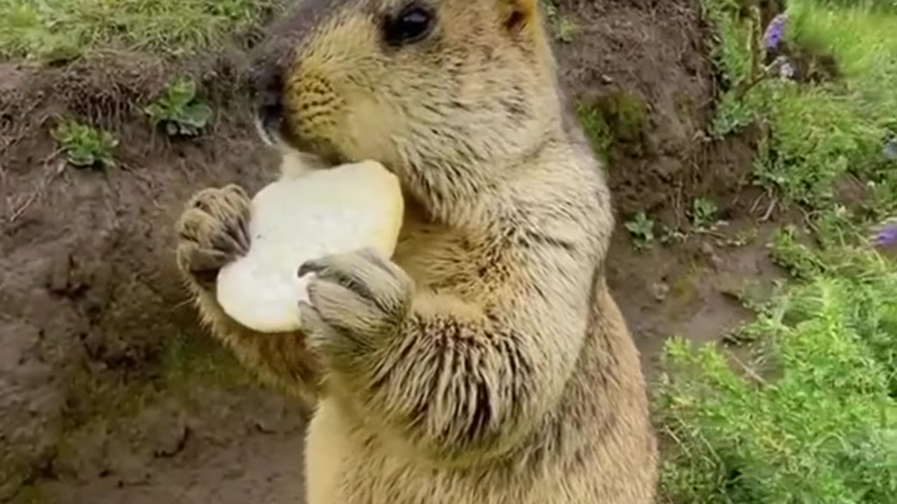 A Hungry Marmot Eating Food