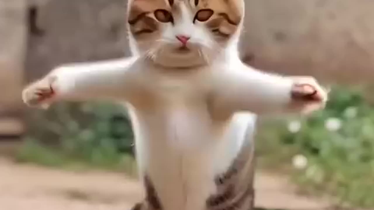 Cat Dance 😂 #shorts #cat #pet #dance #comedy