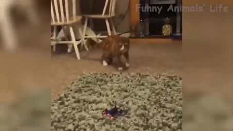 Funny animals watch and laughing