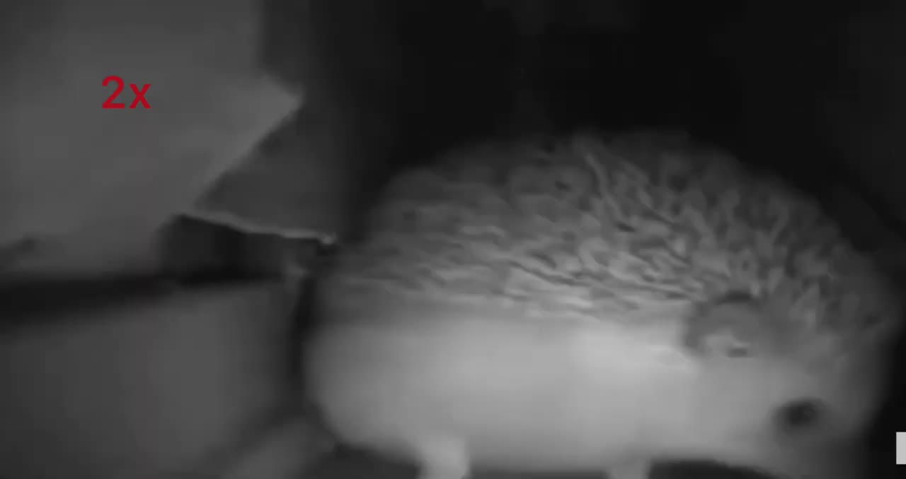 Hedgehog sneezed 999x speed