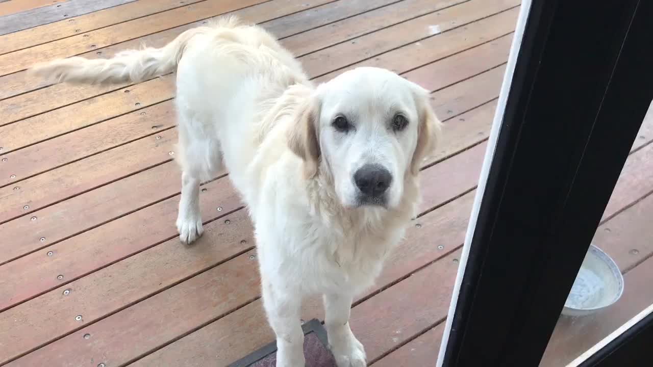 Dog left alone completely destroys backyard