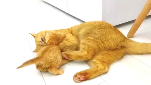 Kittens fighting - mother cat punishes her kittens