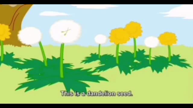 How do dandelions spread their seeds?