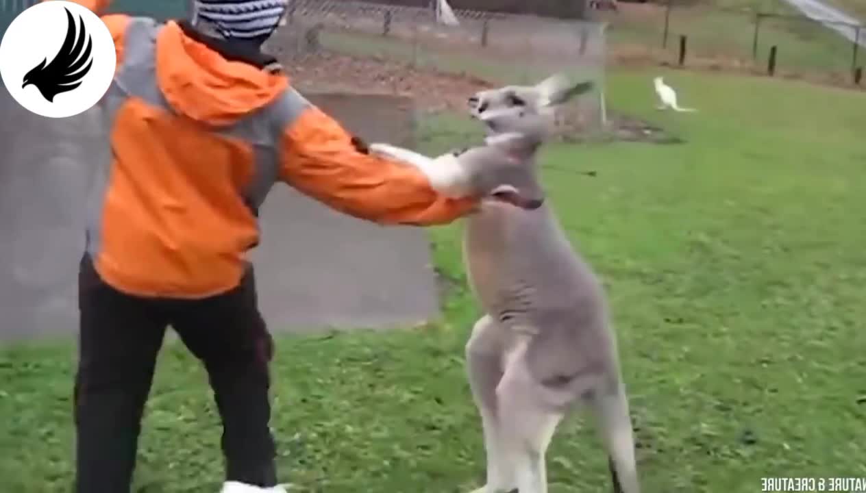 Strange and funny clips captured by the camera suddenly part 2