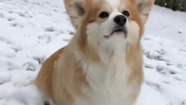 Cute dogs - Nothing like feeling the Snow in your fur #shorts #dogs
