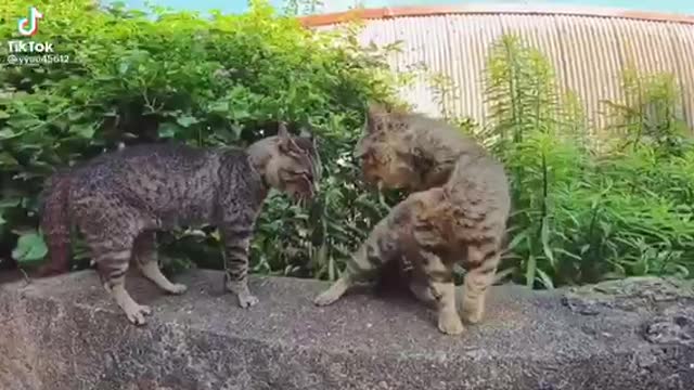 Cat video best best funny video