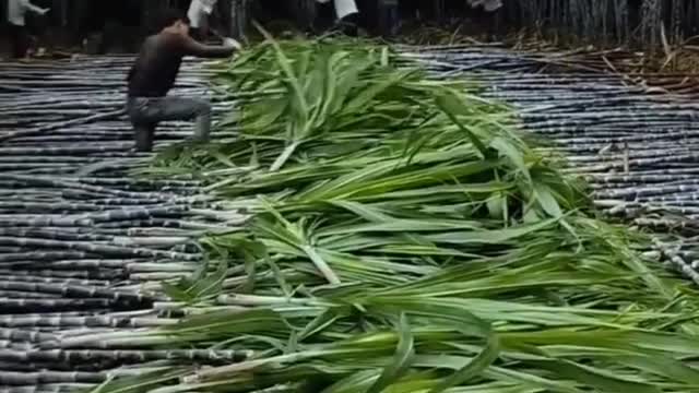 sugar cane field