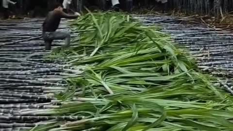 sugar cane field