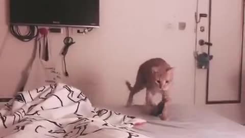 Cat brings it's owner some Fish