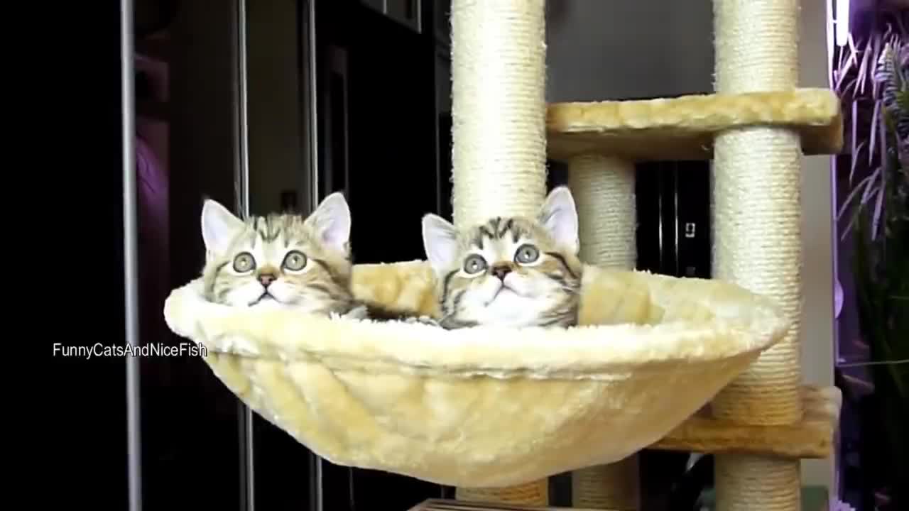 Baby cat cute and funny cat videos.