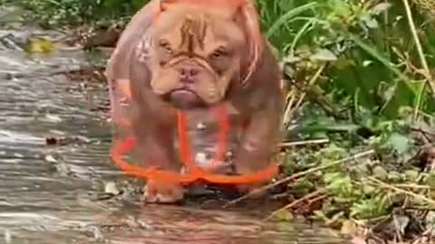 Grumpy gal 🤣 Funniest 🐶 Dog - Awesome Funny Pet Animals Videos 😇 #short