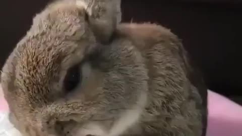 Bunny eating a strawberry