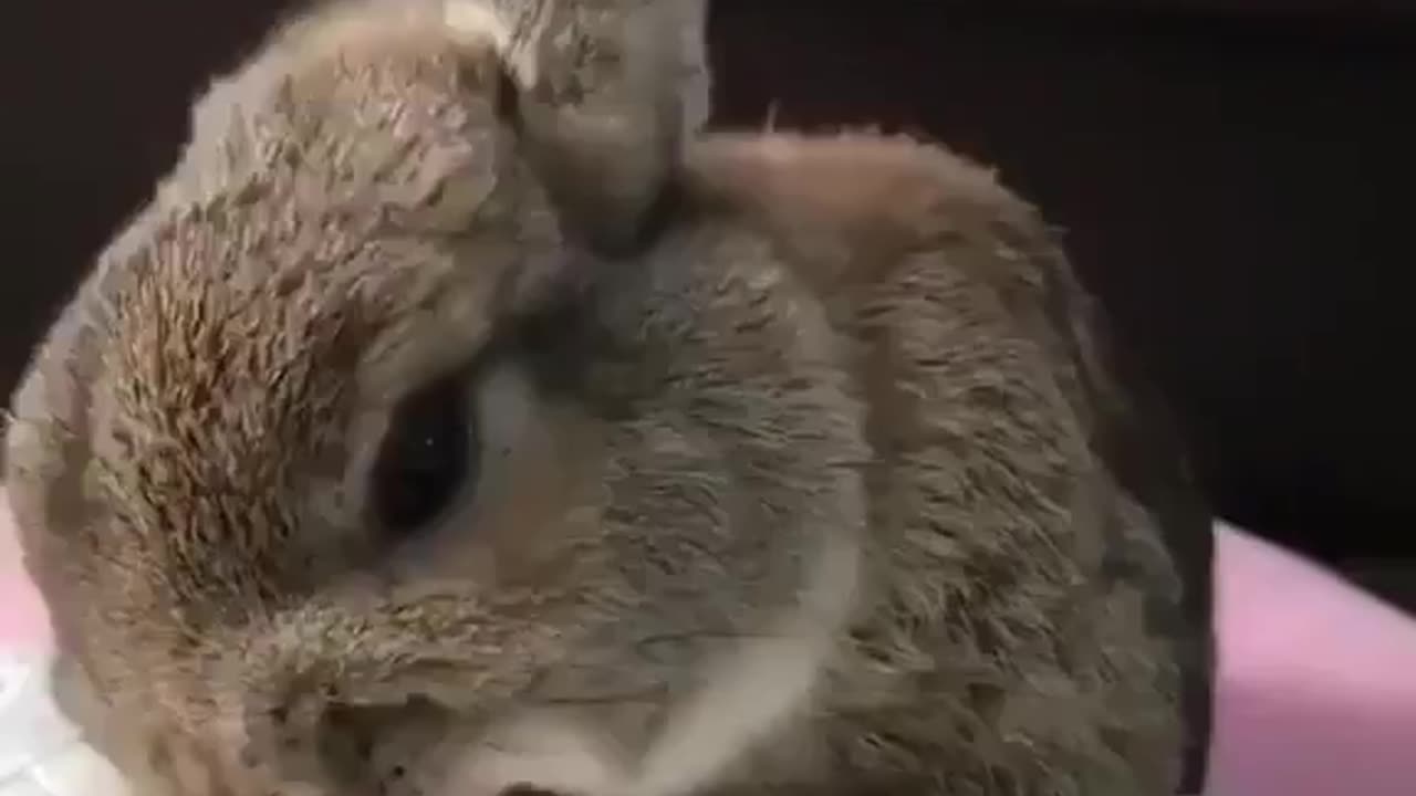 Bunny eating a strawberry