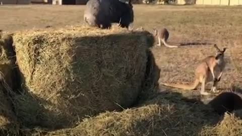 Sweet Tiny Wombat Turns His House Upside Down When He Becomes A Teenager