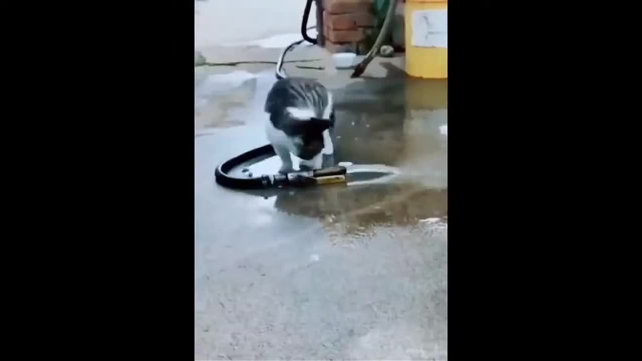 Cats very Funny moments oh nah Cutest cats in the World