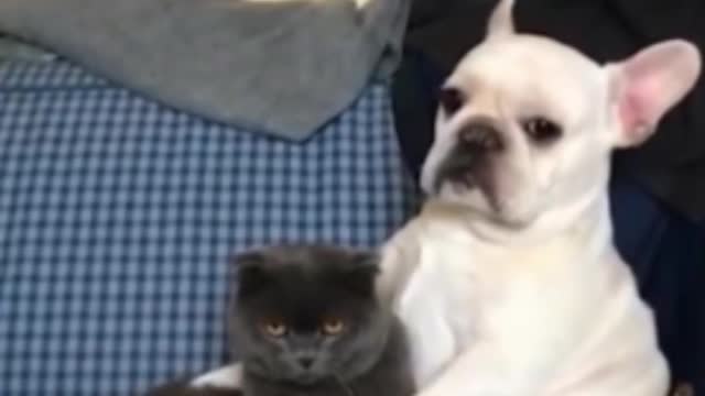 See the photo of dog and cat friendship