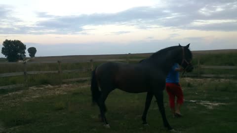 Horses training 🏇