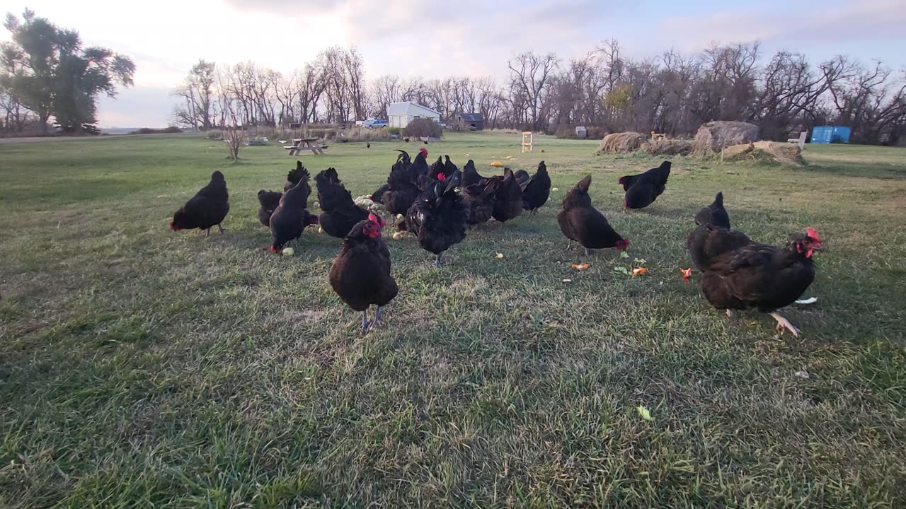 chickens having fun