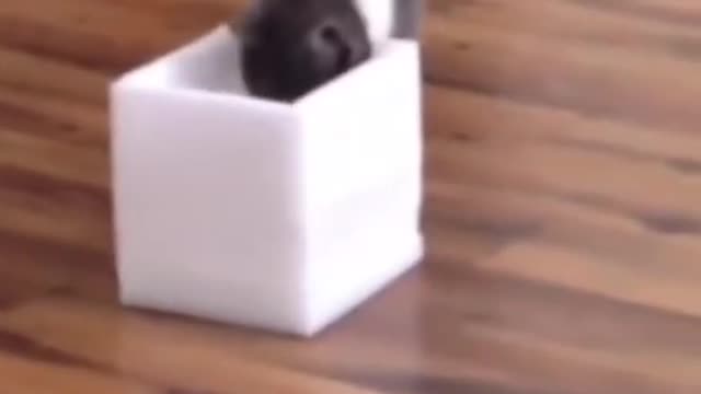 Hilarious Cat With A Box