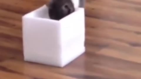 Hilarious Cat With A Box