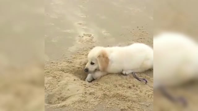 stubborn! The digging golden retriever is launching a series of offensives,
