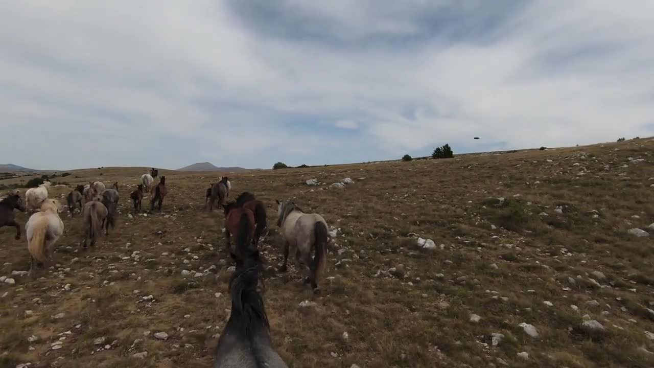 Aerial fpv drone shot of a herd of wild horses running on a green spring field at the sunset