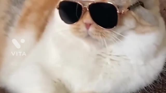 Quite Cat with Glasses