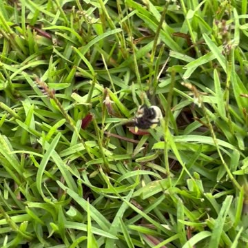 March of the bumblebees