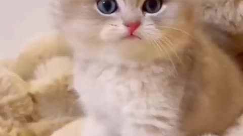 Cat videos funny