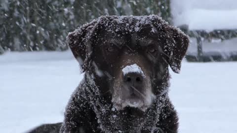 dog standing in the snow.