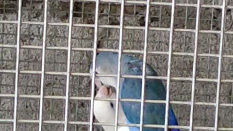Love bird mating