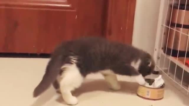 Is this cat hungry? If there's no cat food on the plate, just hit the plate!