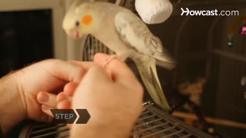 How to Hand Train a Bird