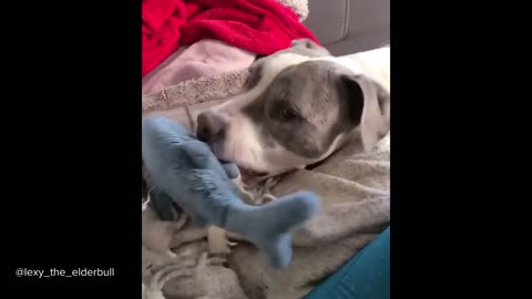 Pitbulls Being Wholesome; Funny and Cute Pitbull Compilation