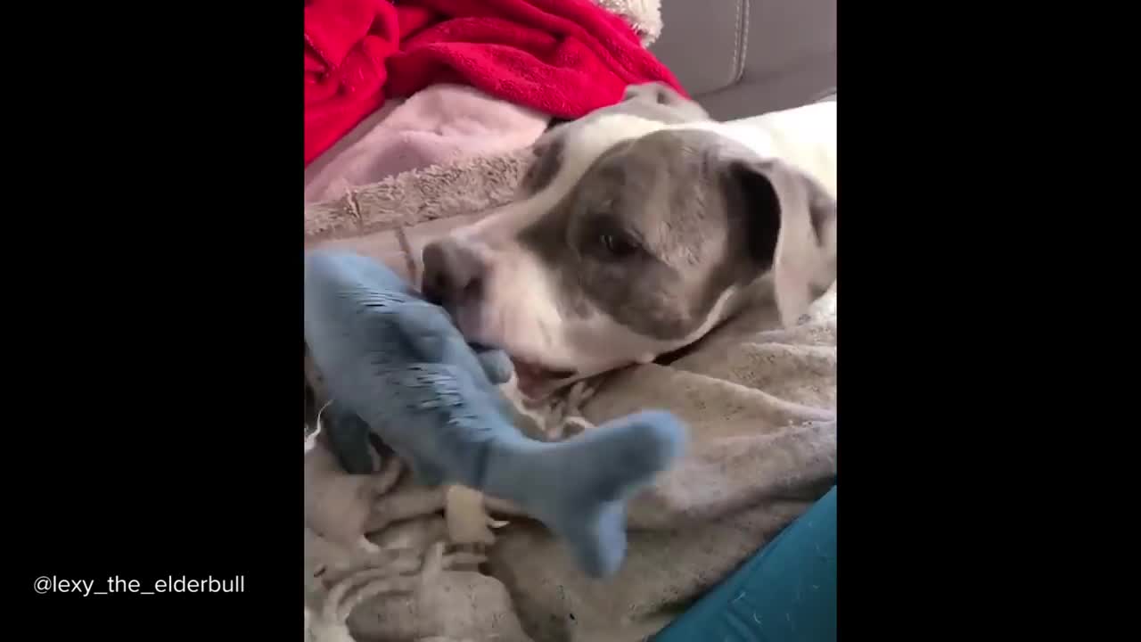 Pitbulls Being Wholesome; Funny and Cute Pitbull Compilation