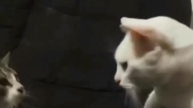 Baby Cats - Cute and Funny Baby Cat Videos