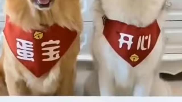 cute & funny dog video