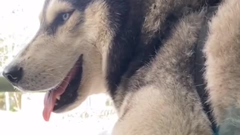 I'm a crazy husky and you can't beat me