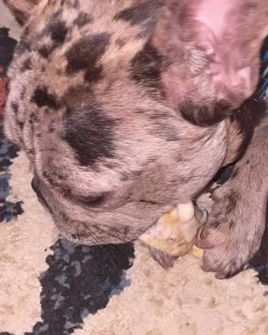 Frenchie loves to chew