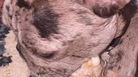 Frenchie loves to chew