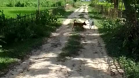 Dog fight outside