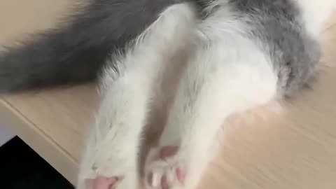 The_end_🥰🥰🥰_#cute_#viral_#shorts_#pets_#petsfri